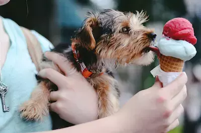 Icecream dog lick ice